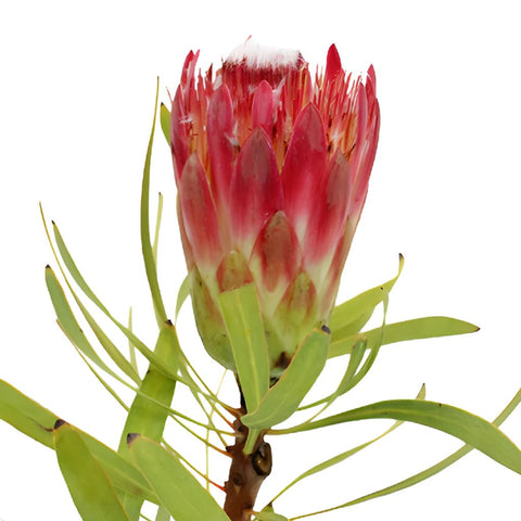 Pink Repens Protea Flower