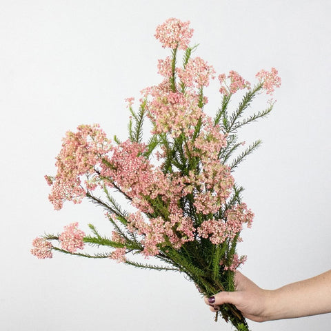 Rice Pink DIY Flower Kit in Hand