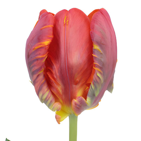 Roccoco Novelty Dark Red Tulip Wholesale Flower Up Close
