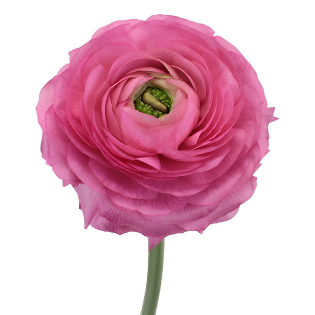 Buy Wholesale Hot Pink Italian Cloony Ranunculus in Bulk - FiftyFlo...