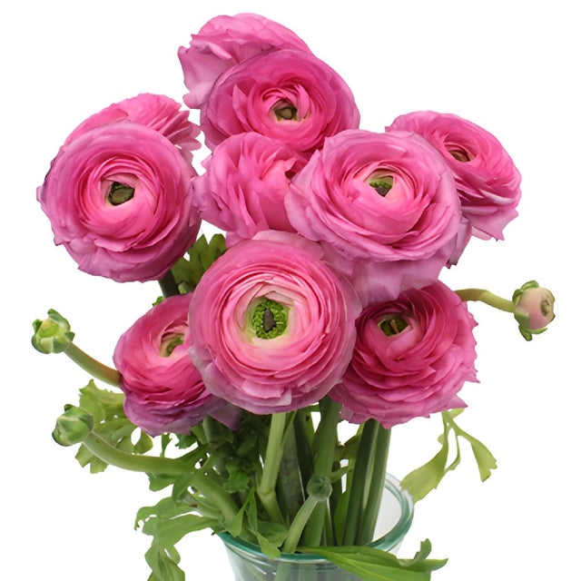 Buy Wholesale Hot Pink Italian Cloony Ranunculus in Bulk - FiftyFlo...