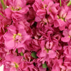 Stock Rose Pink Flower