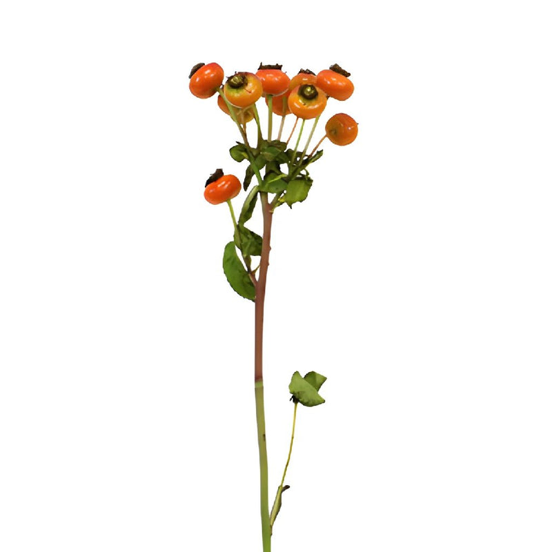 Single stem of fresh cut greenery rose hips filler flowers for sale near me as delivery