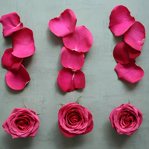 Roses and Petals Hot Pink DIY Flower Kit Flatlay