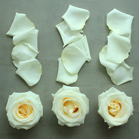 Roses and Petals White DIY Flower Kit Flatlay