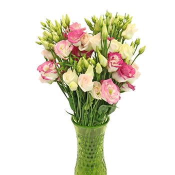 Pink Tipped Lisianthus Bulk Flowers