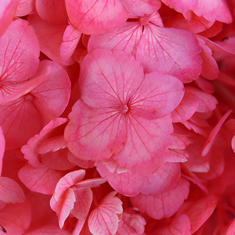 Rosy Cheeks Enhanced Hydrangea Flower Up Close
