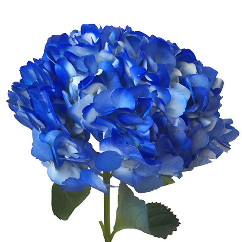 Royal Blue Airbrushed Hydrangea Flower Stem View