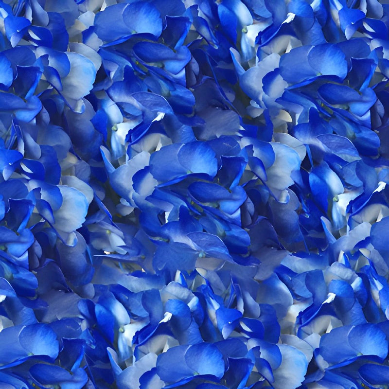 Royal Blue Airbrushed Hydrangea Flower Up Close