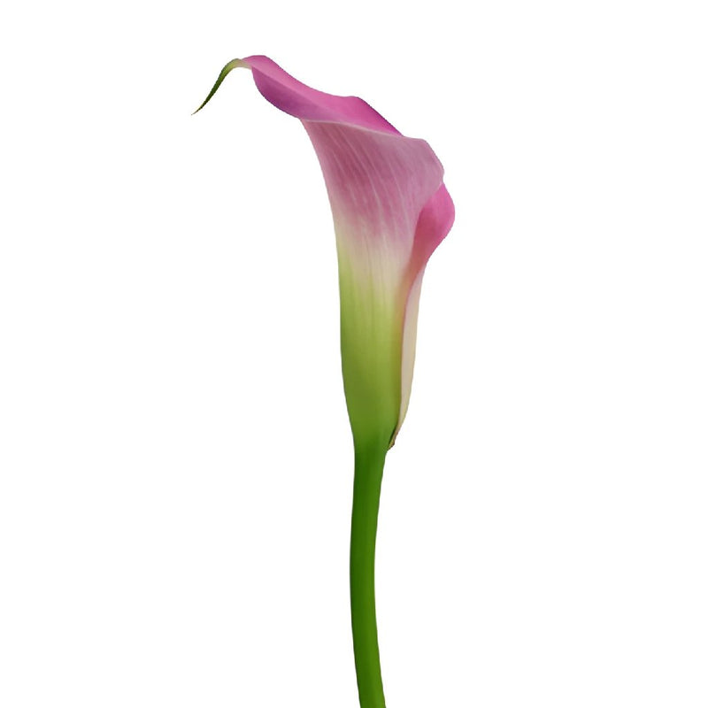 Deep Lavender Mini Calla Lily Flower