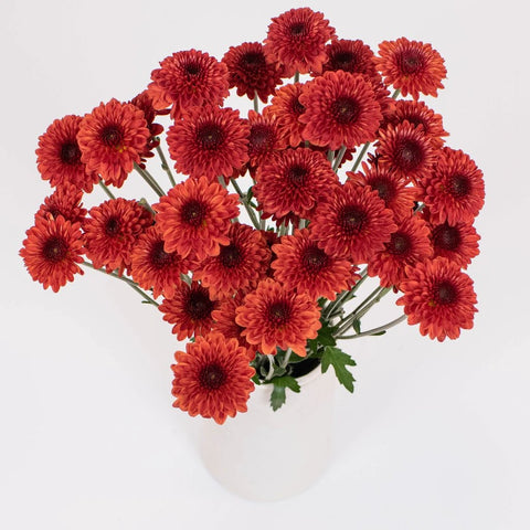 Rusty Red Button Poms in Vase