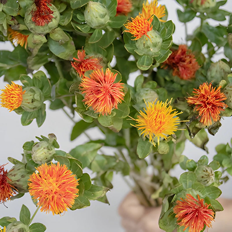 Safflower Care Guide: Learn About Growing Requirements For