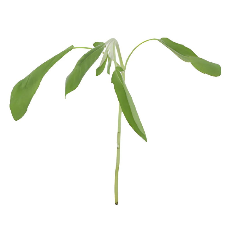 Fresh Cut Sage Herb for Flower Arranging