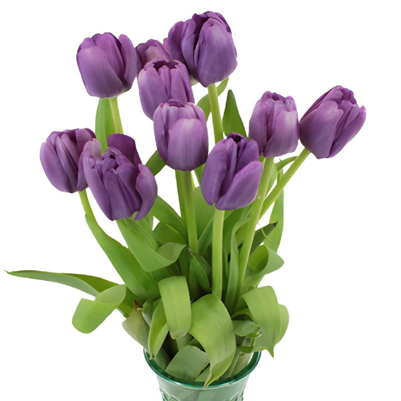 Saigon Purple Tulip Wholesale Flower In a vase