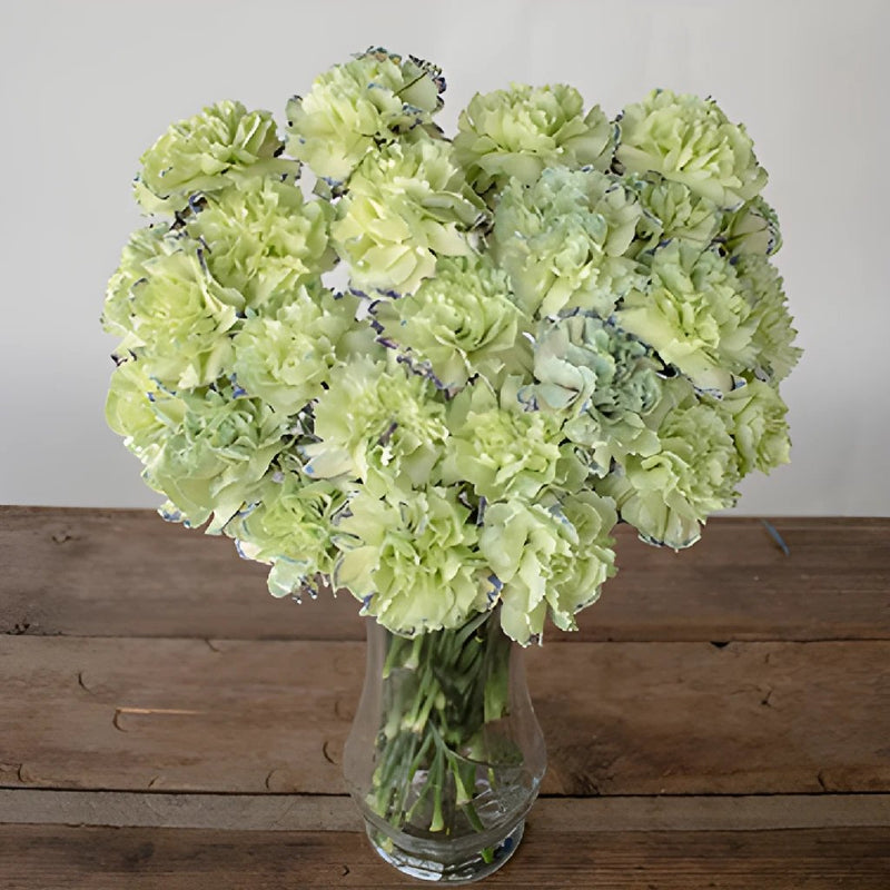 Sailor Blue and Green Carnation Flowers in a Vase