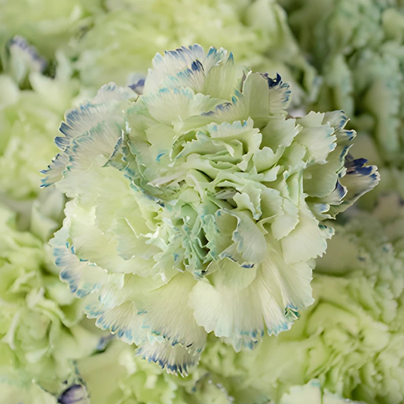 Sailor Blue and Green Carnation Flowers Up Close