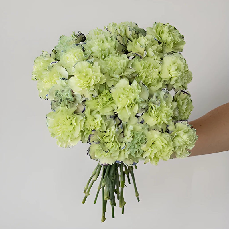 Sailor Blue and Green Carnation Flower In a hand
