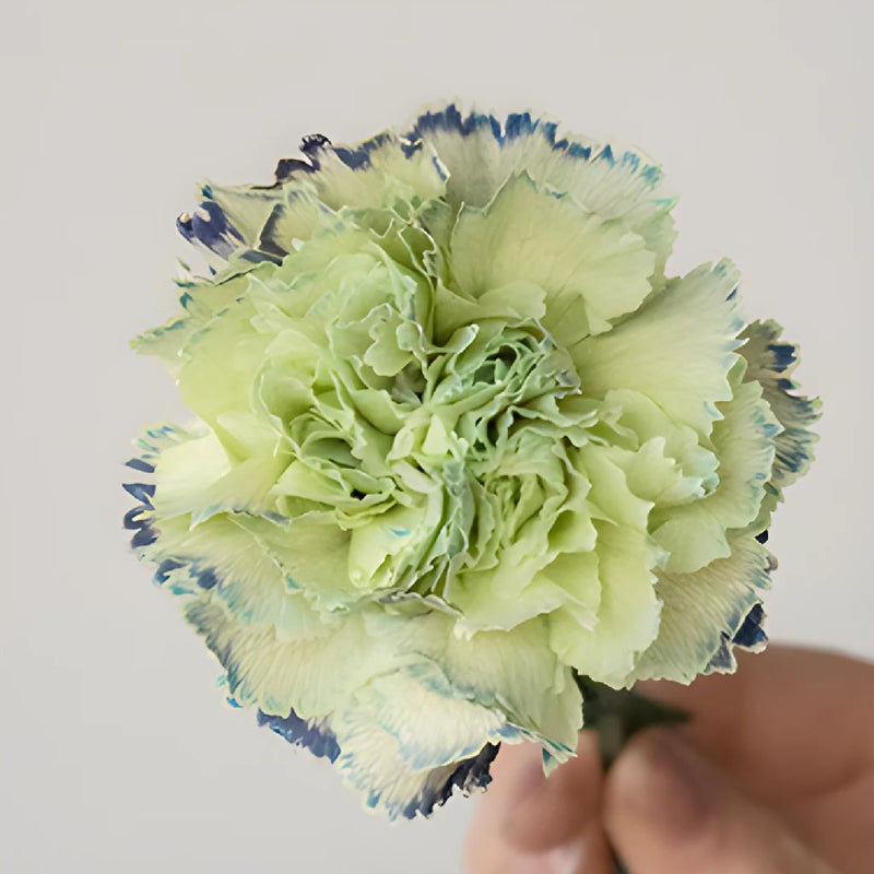 Sailor Blue and Green Carnations side stem