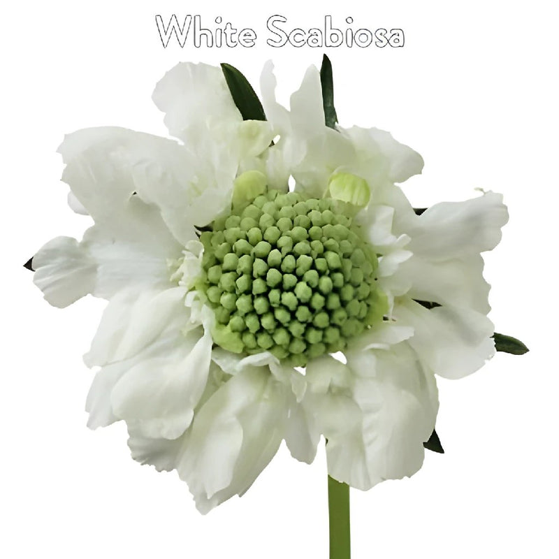 Scabiosa Eucalyptus and White Flowers DIY Flower Kit Up Close