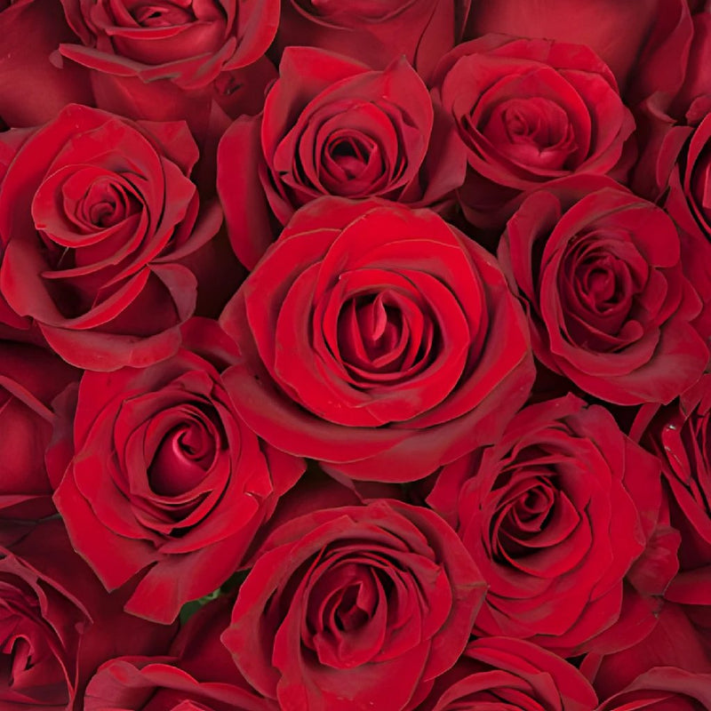 Valentines Hot Red Rose Special