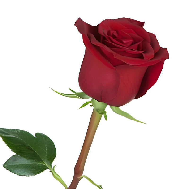 Love Song Red Rose
