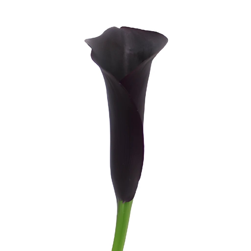 Midnight Plum Mini Calla Lily Flower