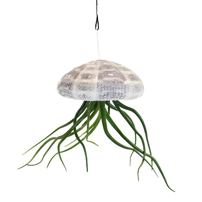Hanging at the Beach Sea Urchin Airplant