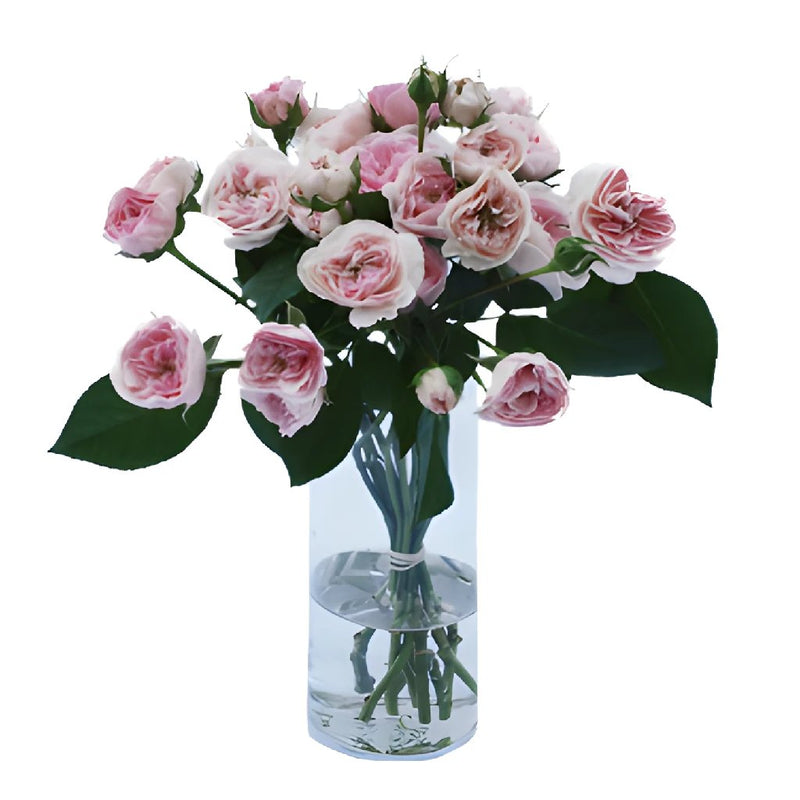 Shell Pink Sweetheart Garden Wholesale Roses In a vase