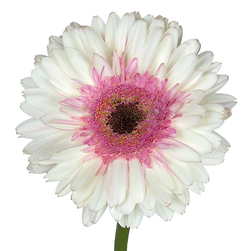 Gerbera Daisy Shimmer White and Pink Wholesale Flower Up close