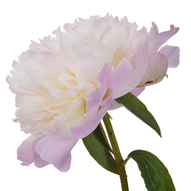 Shirley Temple Pink Peony Side Stem View
