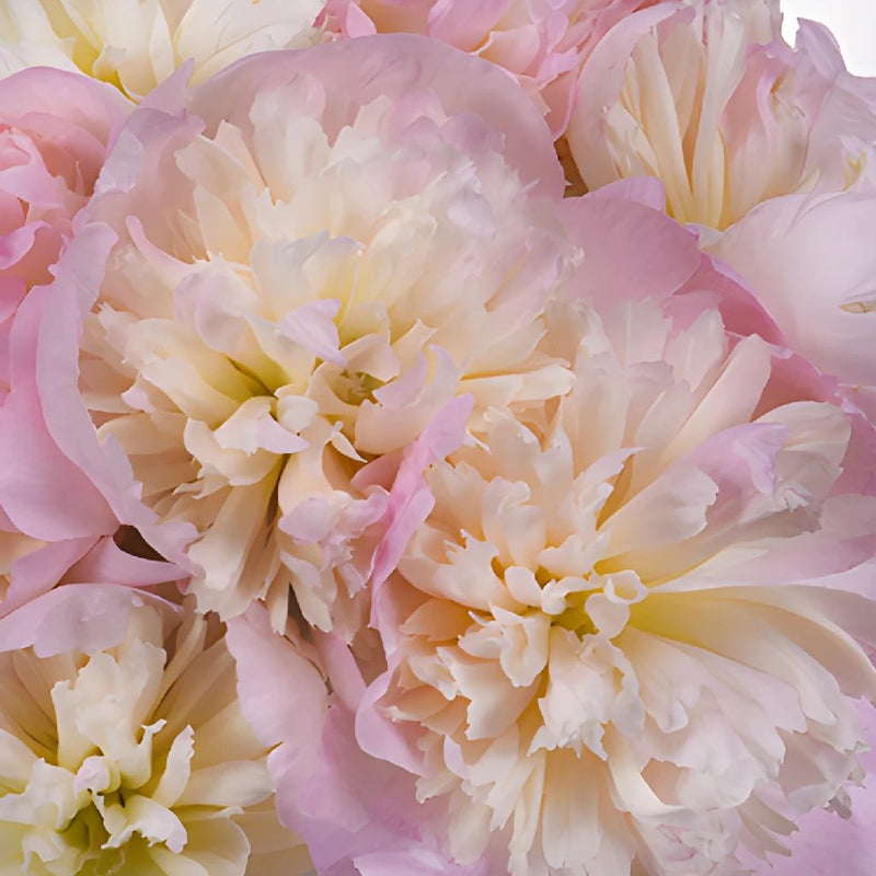Shirley Temple Pink Peonies up close