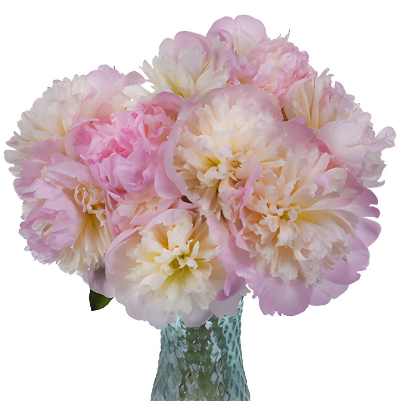 Shirley Temple Pink Peony in a vase