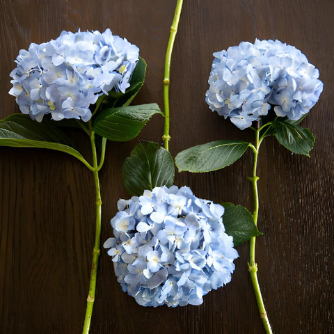 Shocking Blue Hydrangea Wholesale Flower FlatLay