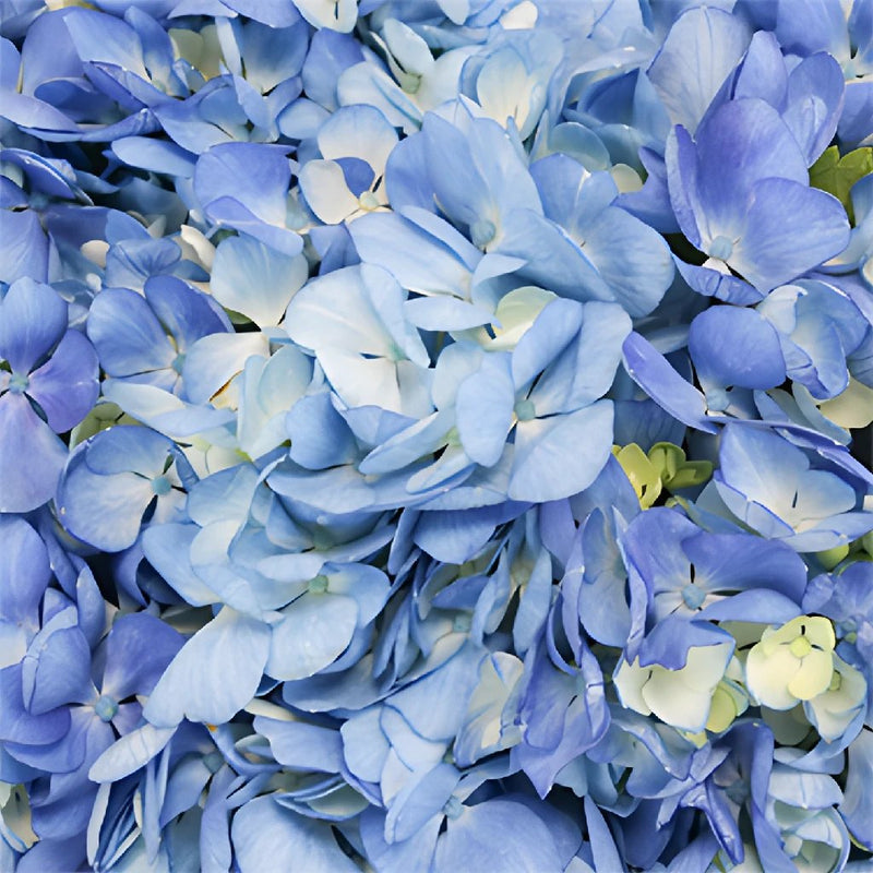 Shocking Blue Hydrangea Wholesale Flower Up close