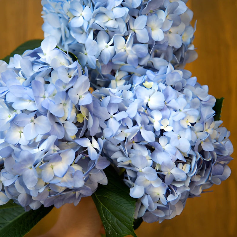 Shocking Blue Hydrangea Wholesale Flower Bunch