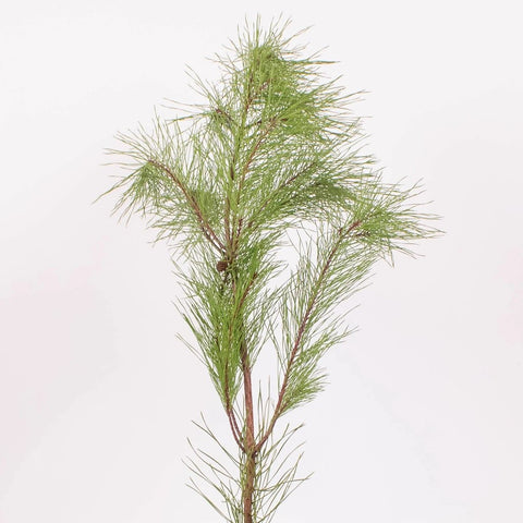 Winter Pine Greenery Single Stem