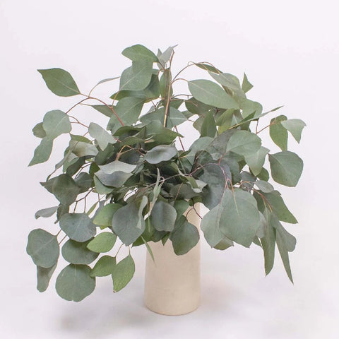 Silver Dollar Eucalyptus Greenery Bunch in Vase