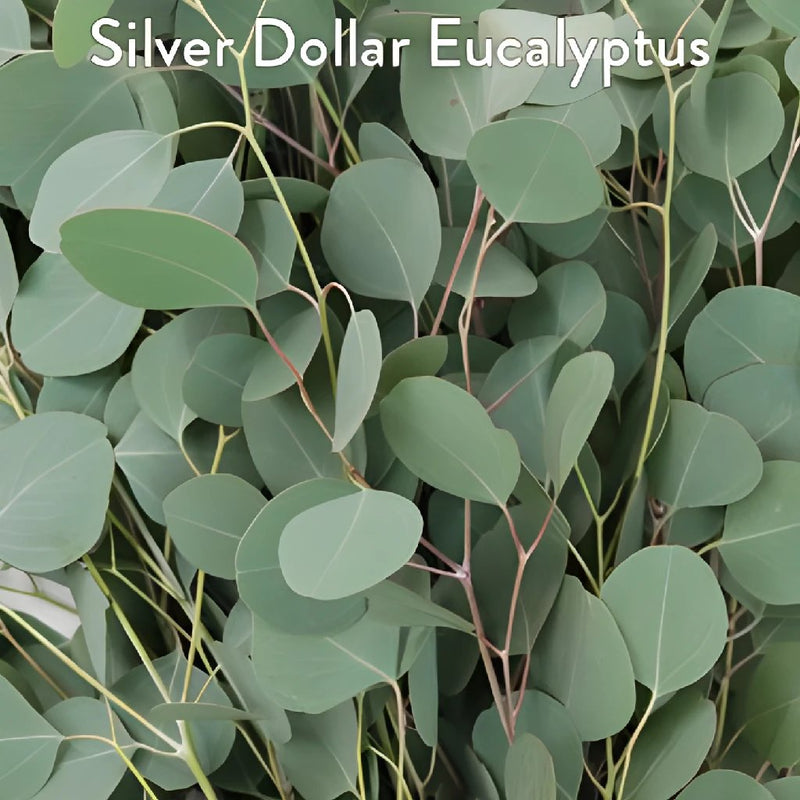 Silver Dollar Eucalyptus and White Flowers DIY Flower Kit Up Close
