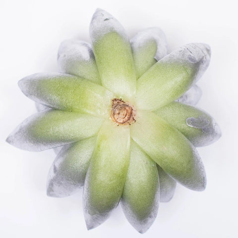 Grey Frost Tinted Succulent Bottom View