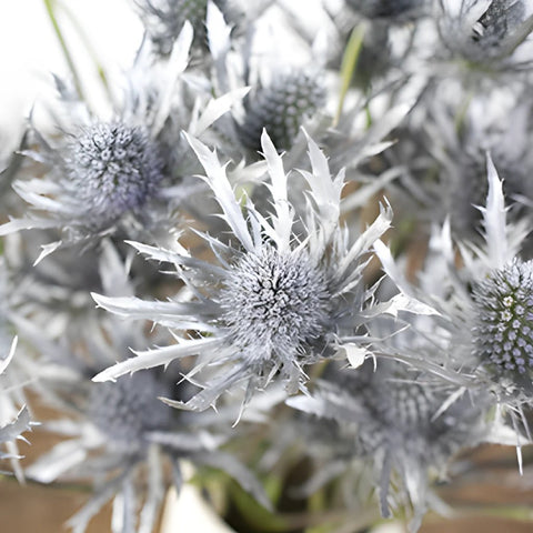 Silver Tinted Thistle Wholesale Flower Upclose