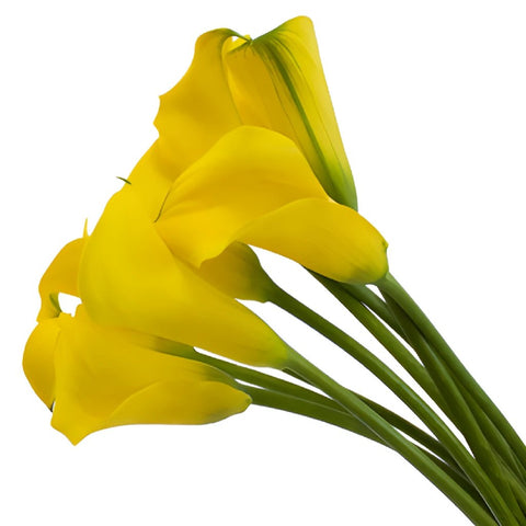 Simply Modern Yellow Calla Lily DIY Flower Kit Up Close