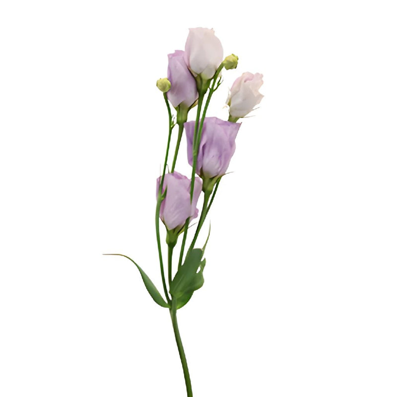 Single Carice Lavender Lisianthus Wholesale Flower Stem