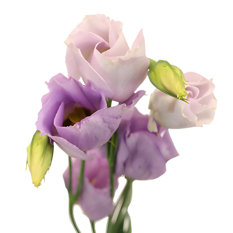 Single Carice Lavender Lisianthus Wholesale Flower Upclose