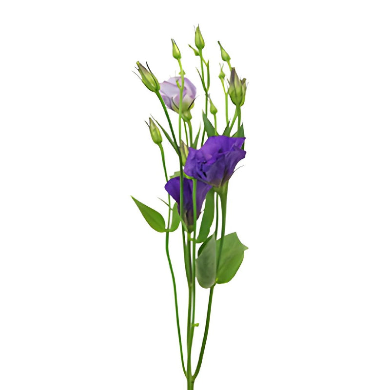 Single Colorado Purple Lisianthus Wholesale Flower Stem