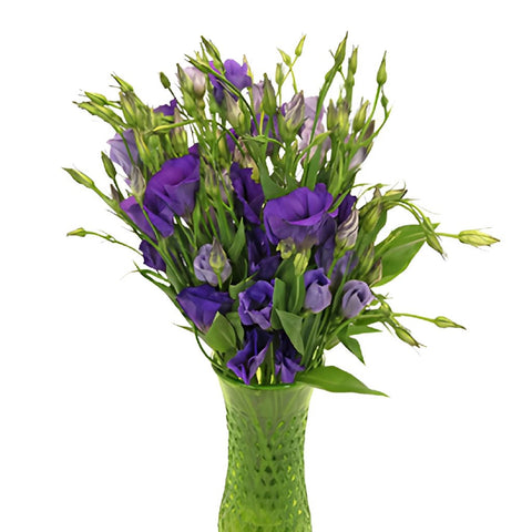 Single Colorado Purple Lisianthus Wholesale Flower In a vase