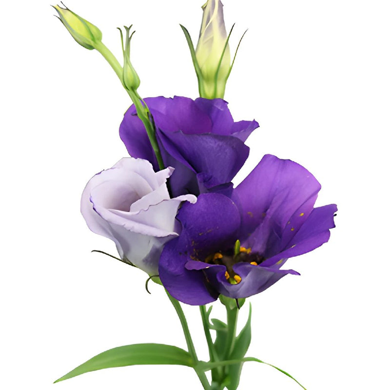 Single Colorado Purple Lisianthus Wholesale Flower Bloom