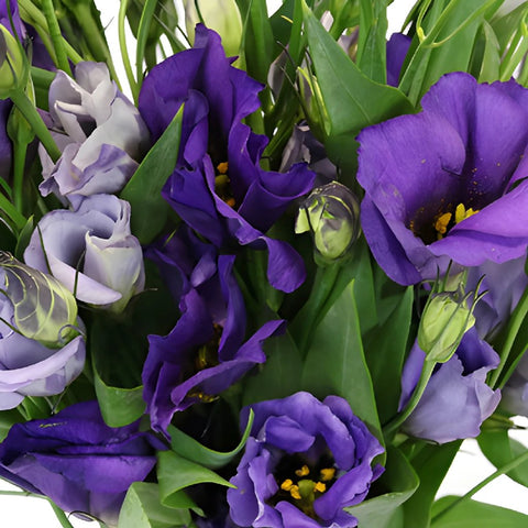 Single Colorado Purple Lisianthus Wholesale Flower Upclose