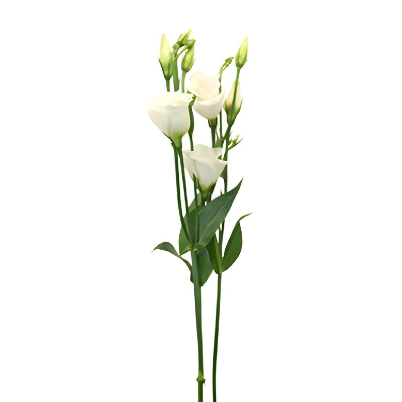 Single Piccolo White Lisianthus Wholesale Flower Stem