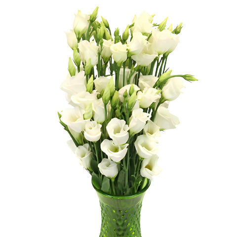 Single Piccolo White Lisianthus Wholesale Flower In a vase