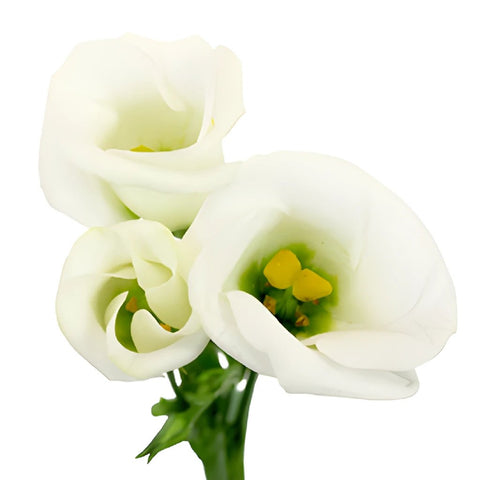 Single Piccolo White Lisianthus Wholesale Flower Bloom